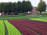 Salatfeld in Moorwerder.jpg